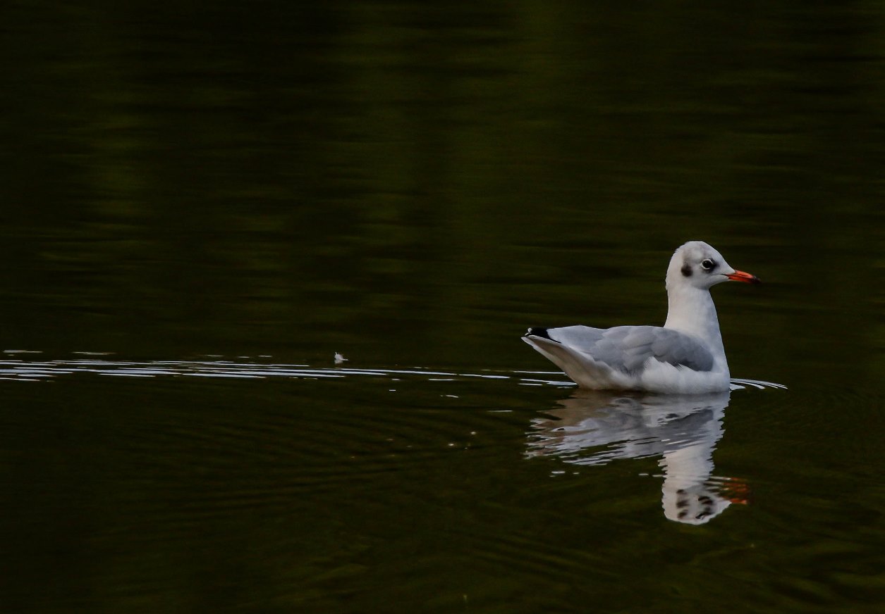 Mouette rieuse - photo 03